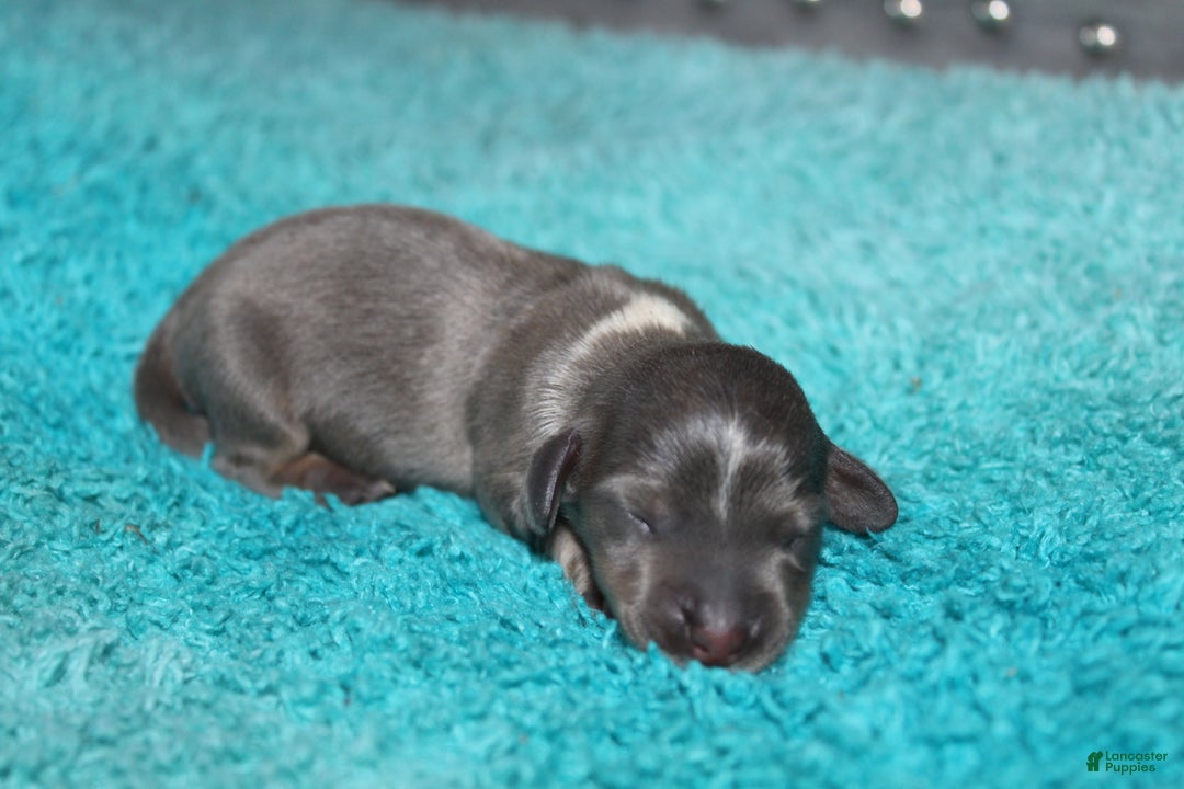 Miniature Dachshund dogs for sale: Belle Mini - Ad 9