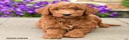 Mini Goldendoodle dogs for sale: Tommy - Ad 5