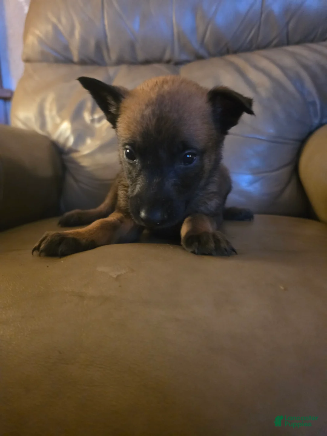 Belgian Malinois dogs for sale: Belgian Malinois 8 (lt. blue) - Ad 2