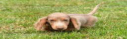 Miniature Dachshund dogs for sale: Bentley - Ad 4