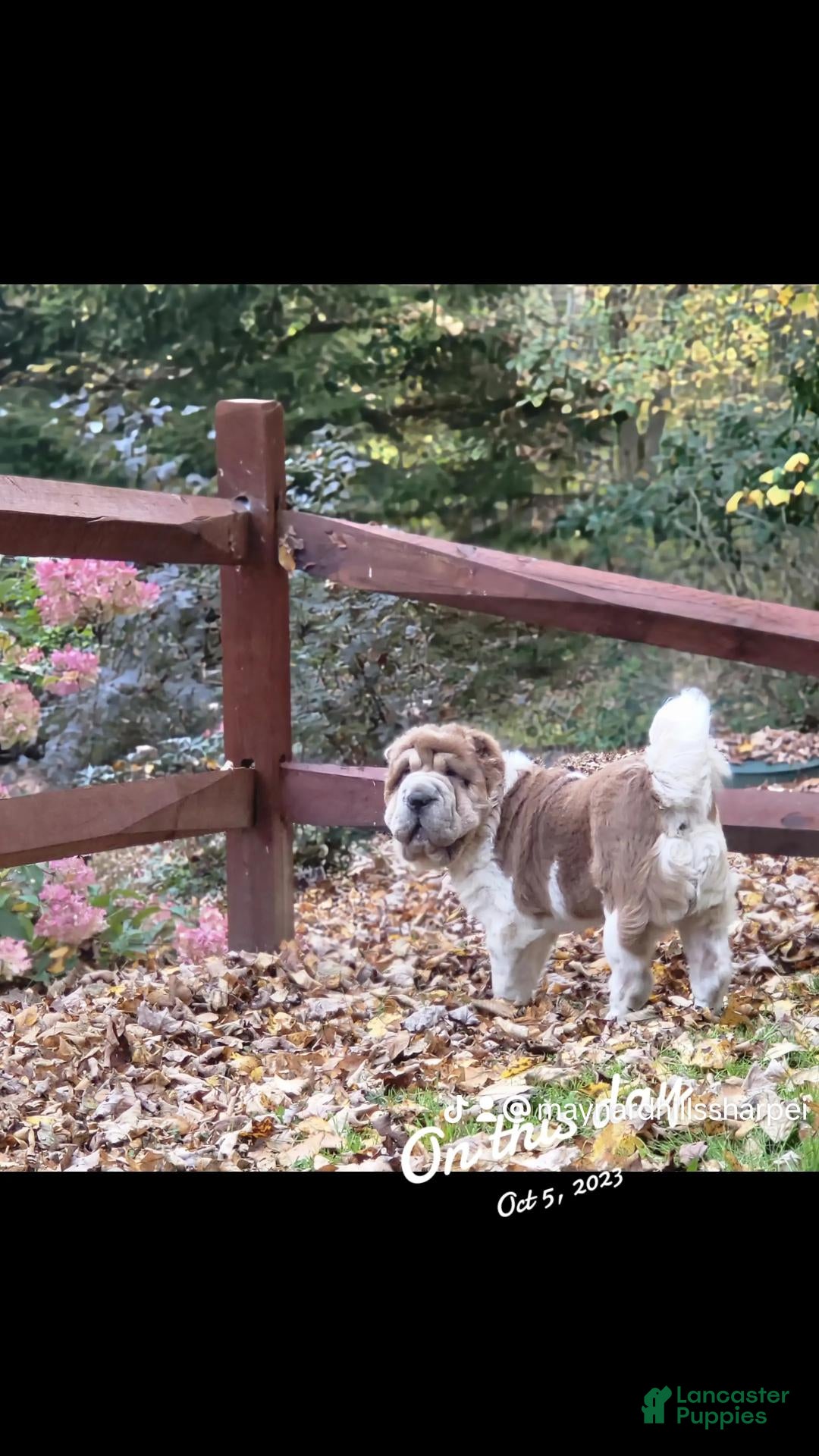 Shar Pei dogs GIZMO-3 year old male bearcoat sharpei - Ad 2