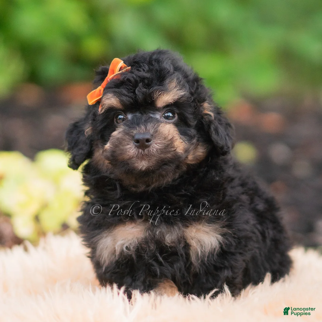Mini Goldendoodle dogs for sale: Mushu - Ad 1