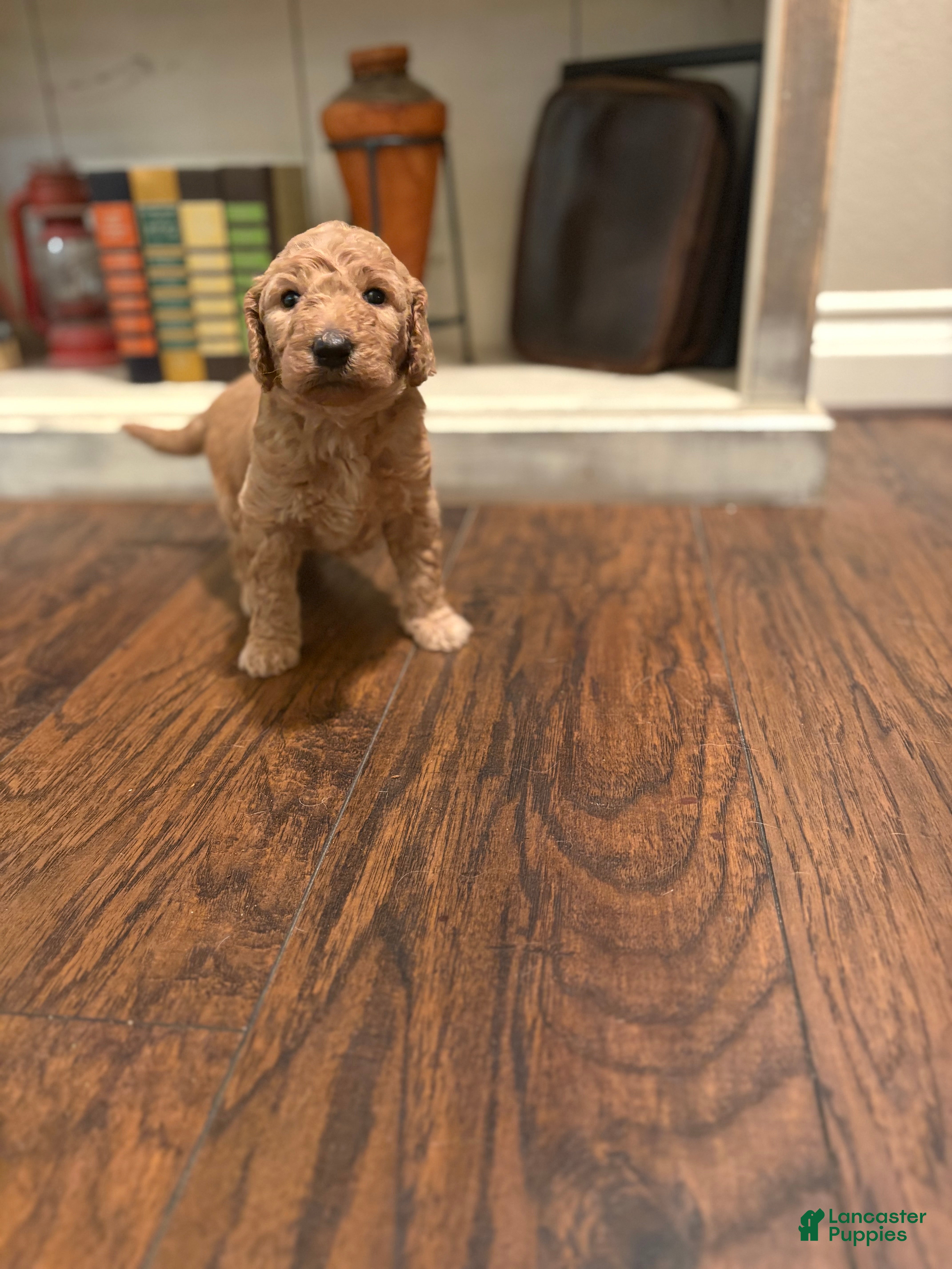 Goldendoodle dogs Goldendoodle Puppy 5 - Ad 30