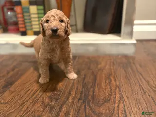 Goldendoodle dogs Goldendoodle Puppy 5 - Ad 30