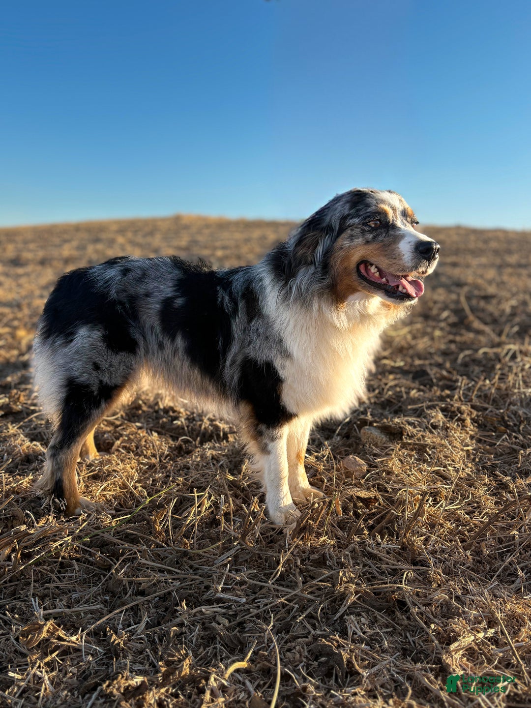 Australian Shepherd dogs for sale: Blue Merle Female (Boo) - Ad 7