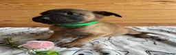 Belgian Malinois dogs for sale: Major - Ad 3