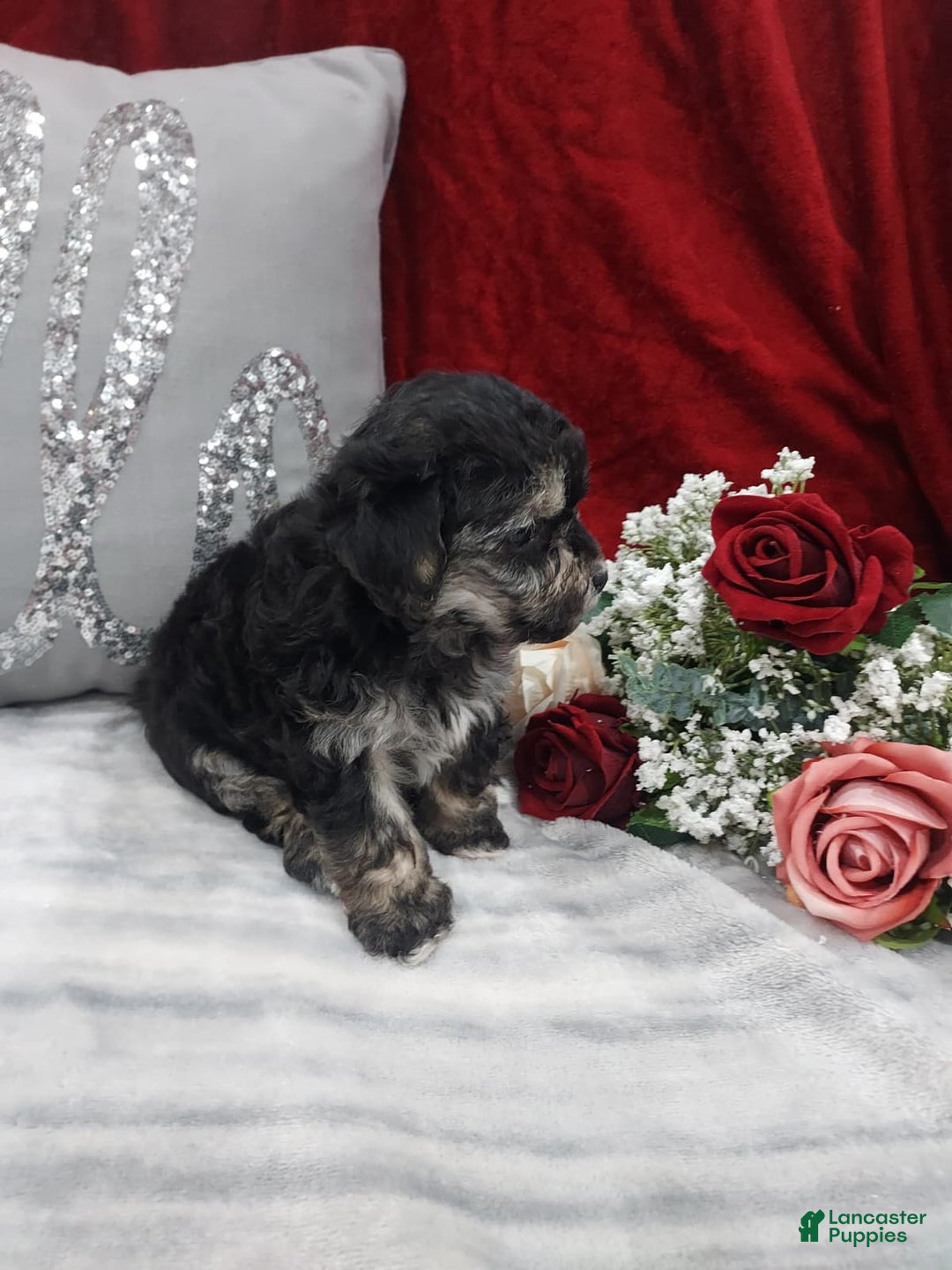 Mixed Breed dogs for sale: Ruby - Ad 5