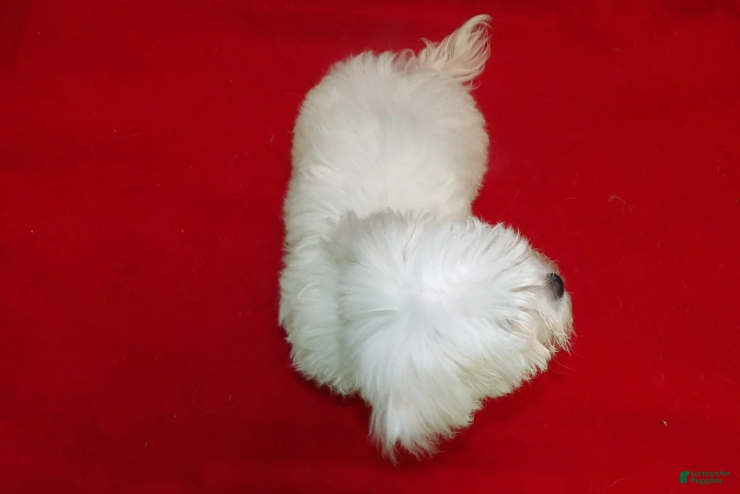Maltese dogs for sale: Myla - Ad 2
