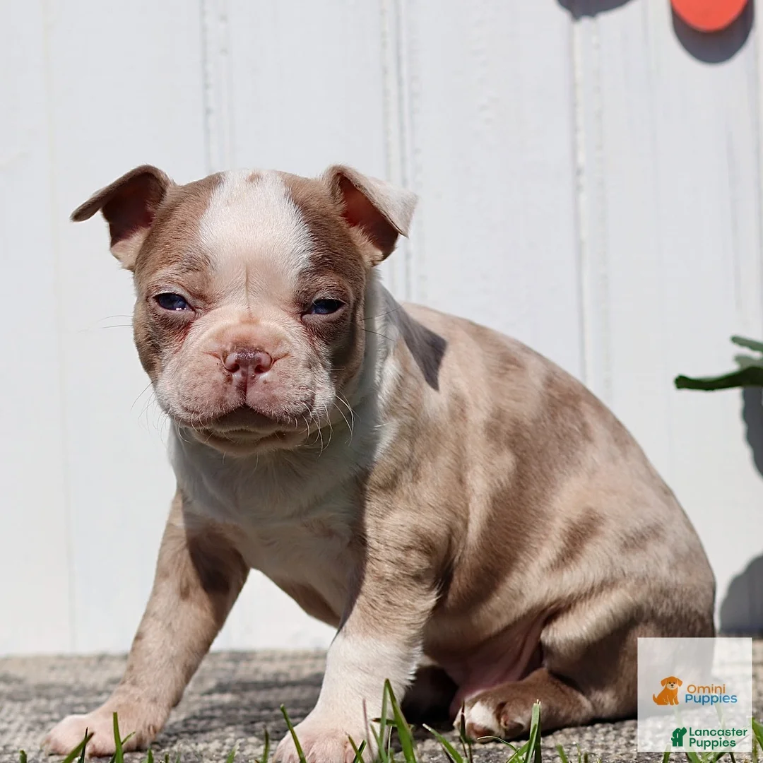 Boston Terrier dogs for sale: Merle - Ad 2
