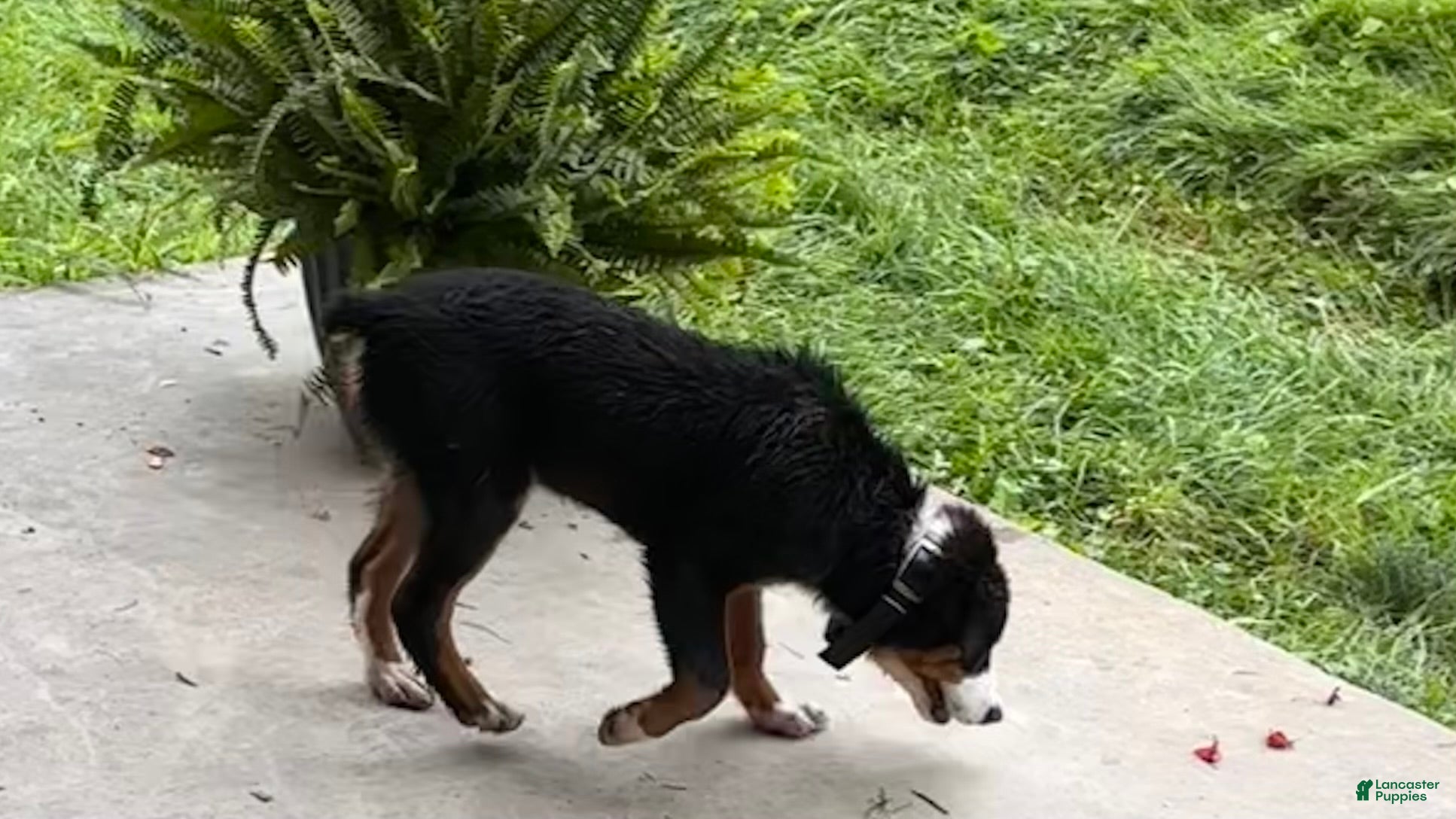 Miniature Australian Shepherd dogs #8 Gus - Ad 2