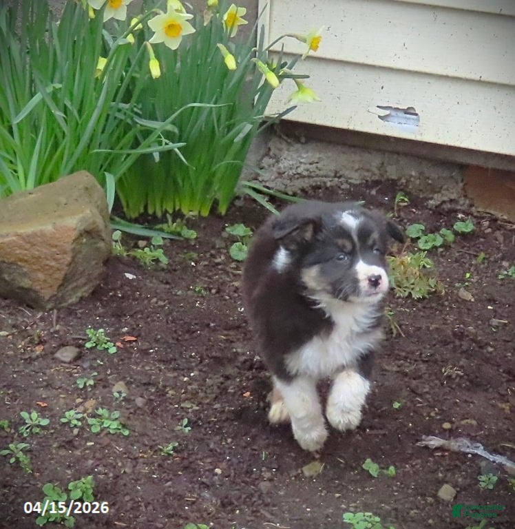 Mixed Breed dogs Aster - Ad 1