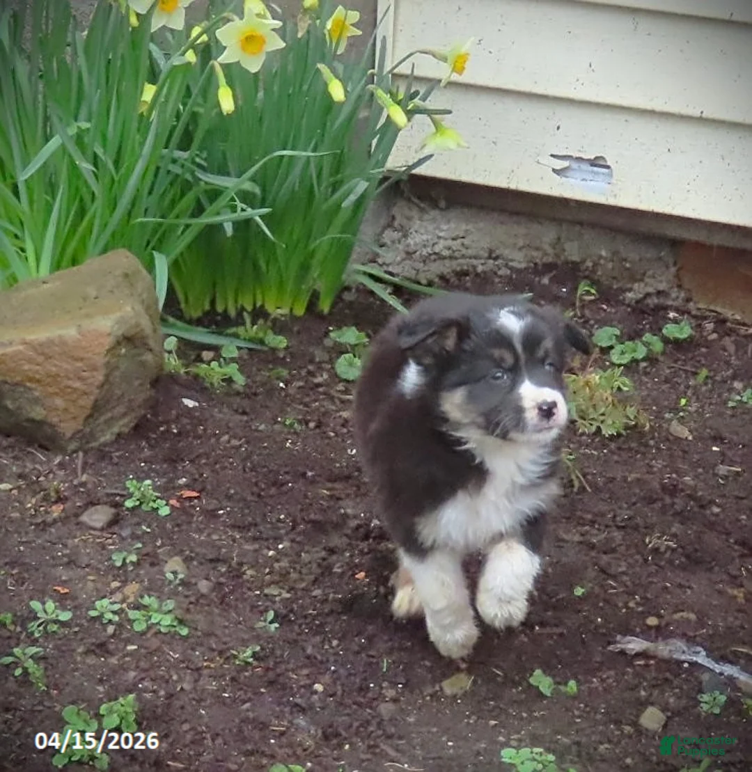 Mixed Breed dogs for sale: Aster - Ad 1