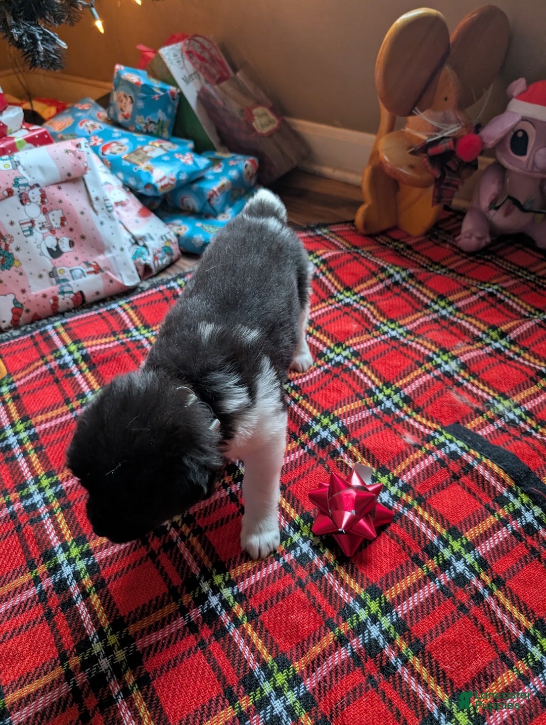 Akita dogs for sale: Akita Puppy 6 - Ad 2