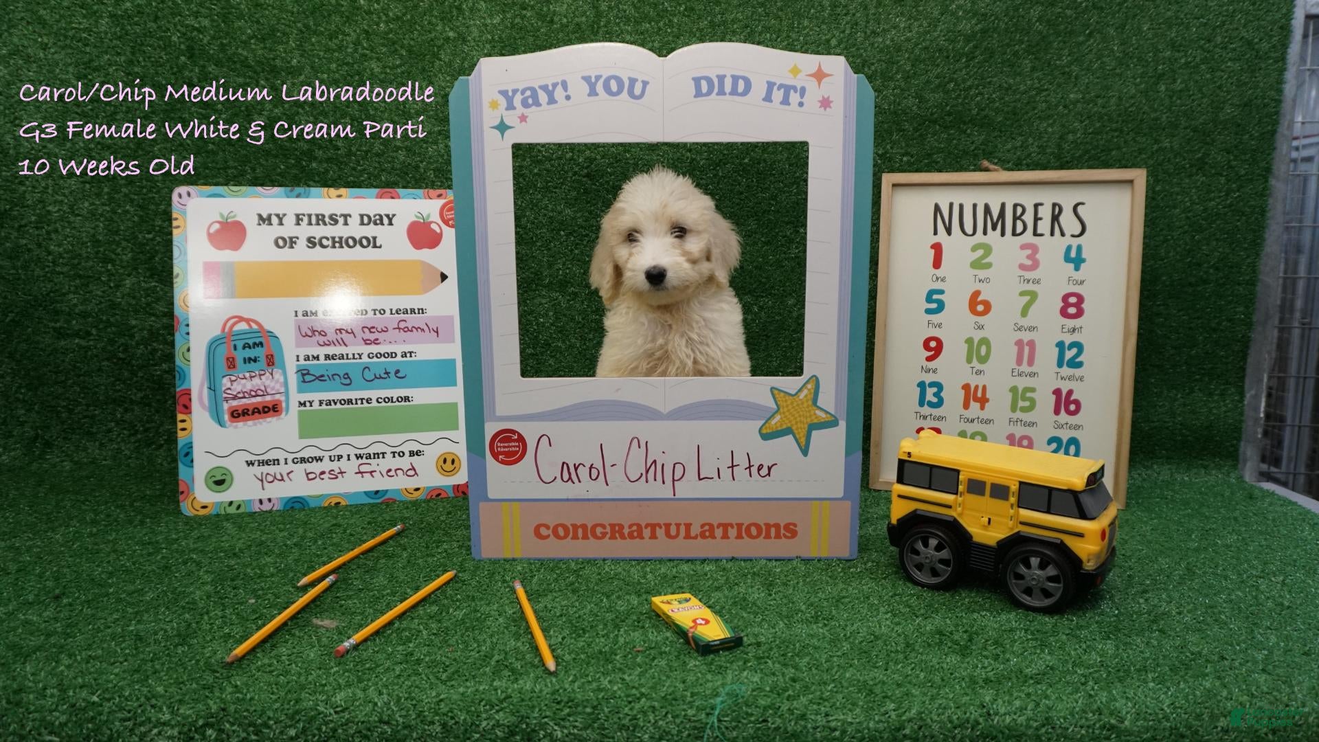 Australian Labradoodle dogs CCG3 - Ad 1
