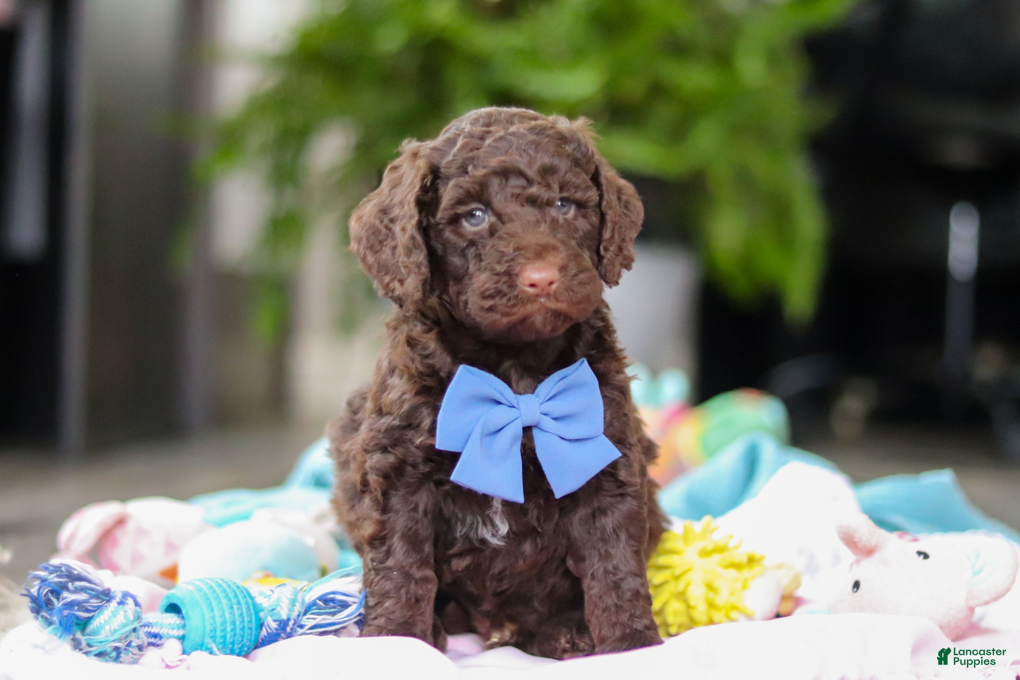 Goldendoodle dogs Bear - Ad 2