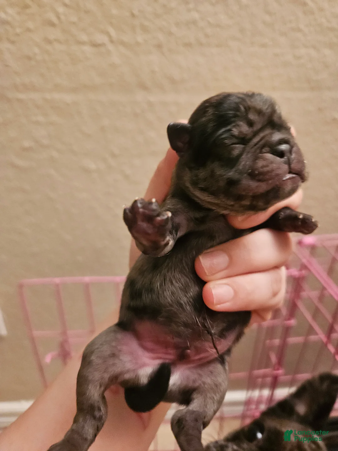 Pug dogs for sale: Pug Puppy 4 - Ad 2