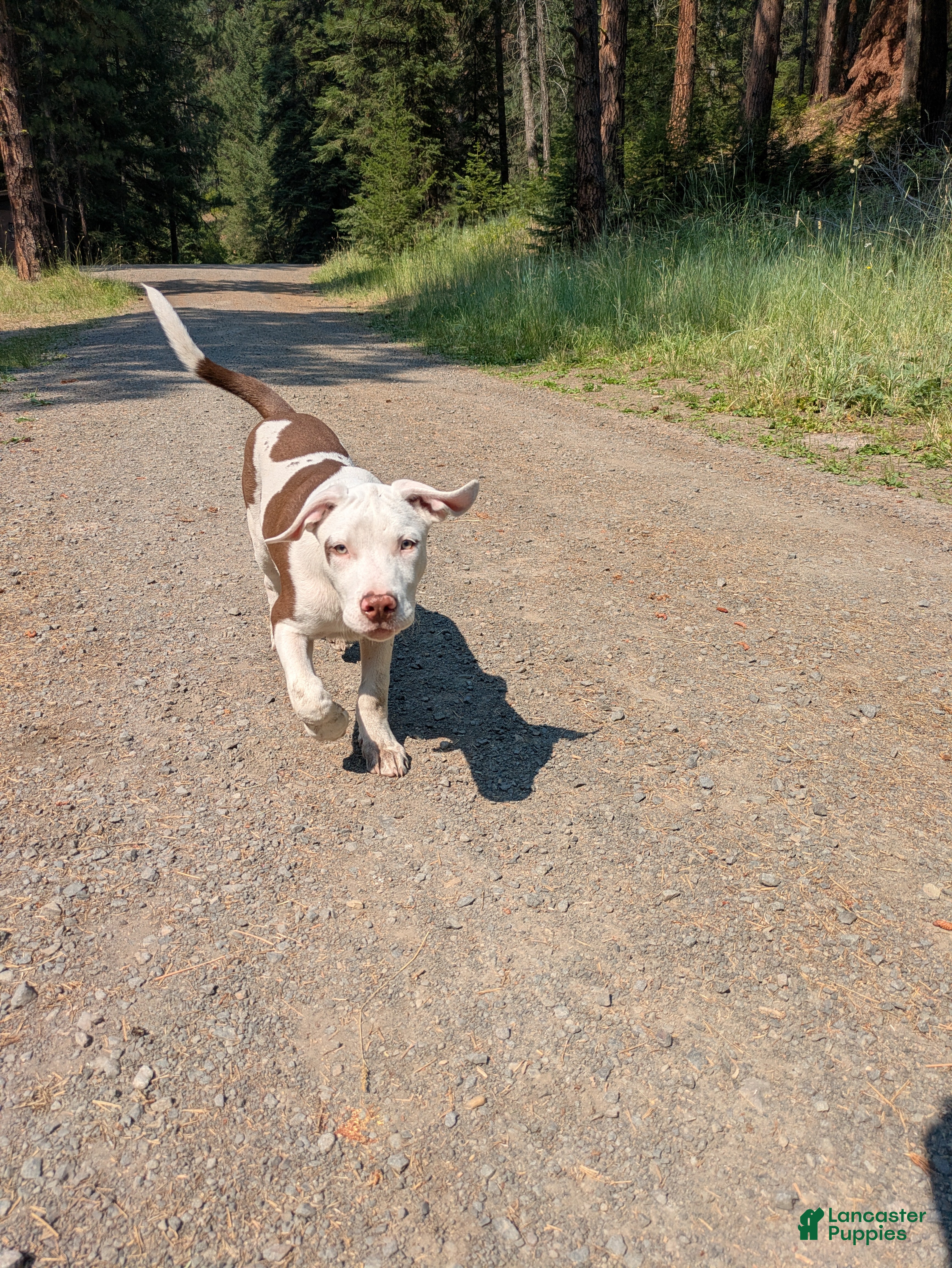 Mixed Breed dogs Marshmallow  - Ad 1