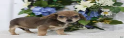 Chihuahua dogs for sale: Asher - Ad 4
