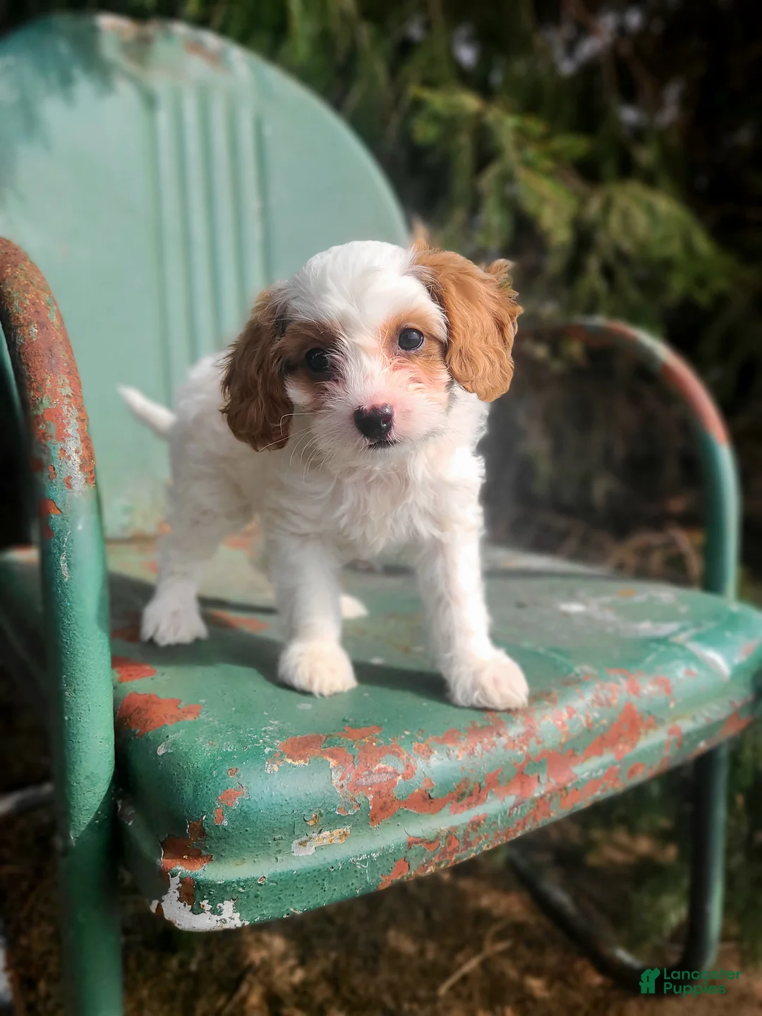 Cavapoo dogs for sale: Blossom  - Ad 2