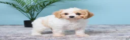 Cavapoo dogs for sale: Lulu - Ad 4