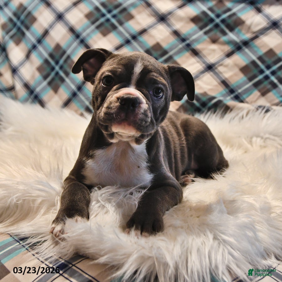 Frenchton dogs Gunner - Ad 1