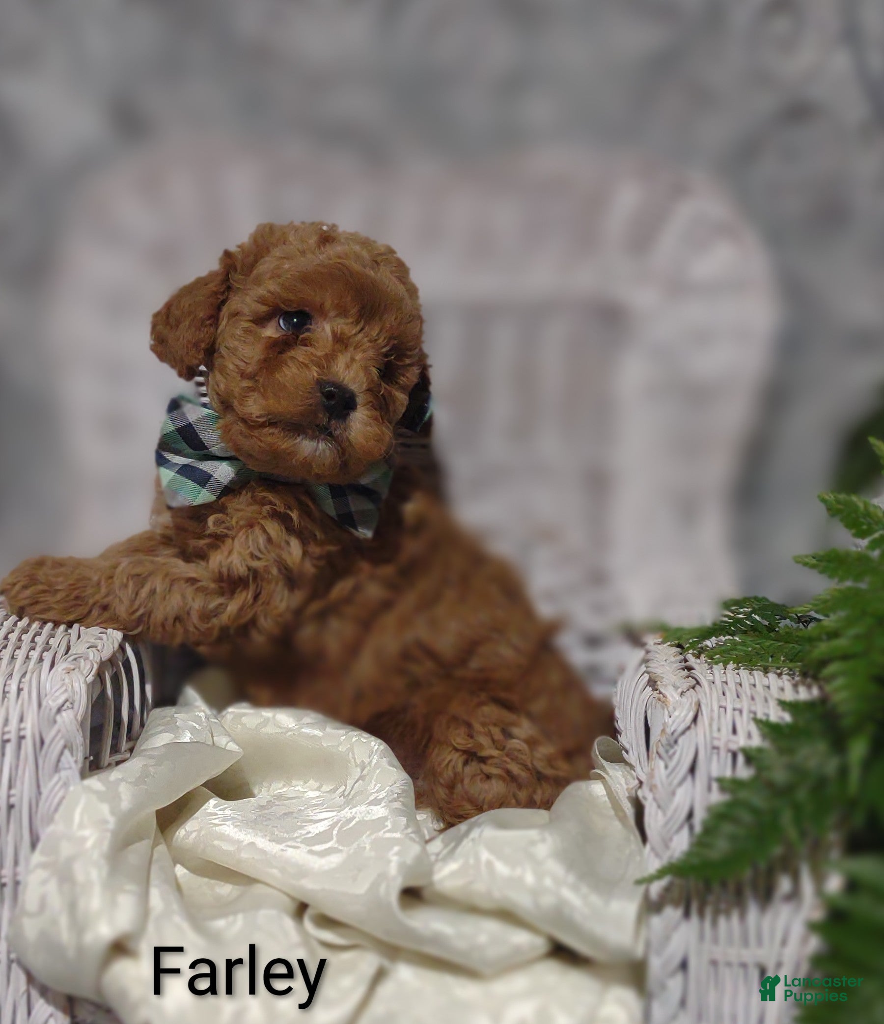 Shihpoo dogs Farley - Ad 13