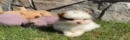 Pomeranian dogs for sale: Rocky  - Ad 1
