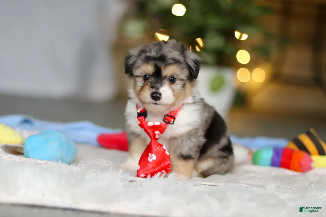 Mixed Breed dogs for sale: Buddy - Ad 4