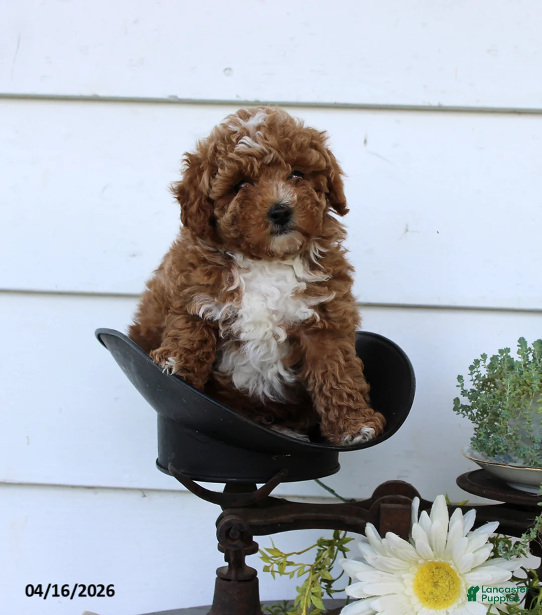 Toy Poodle dogs for sale: Pumpkin - Ad 3