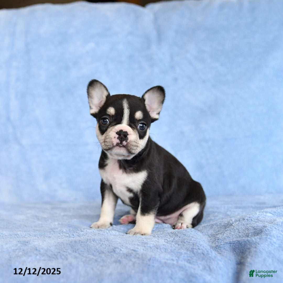 French Bulldog dogs for sale: Zesta - Ad 3