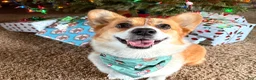 Welsh Corgi Pembroke dogs for sale: Ninny  - Ad 10