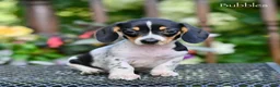 Miniature Dachshund dogs for sale: Bubbles - Ad 3