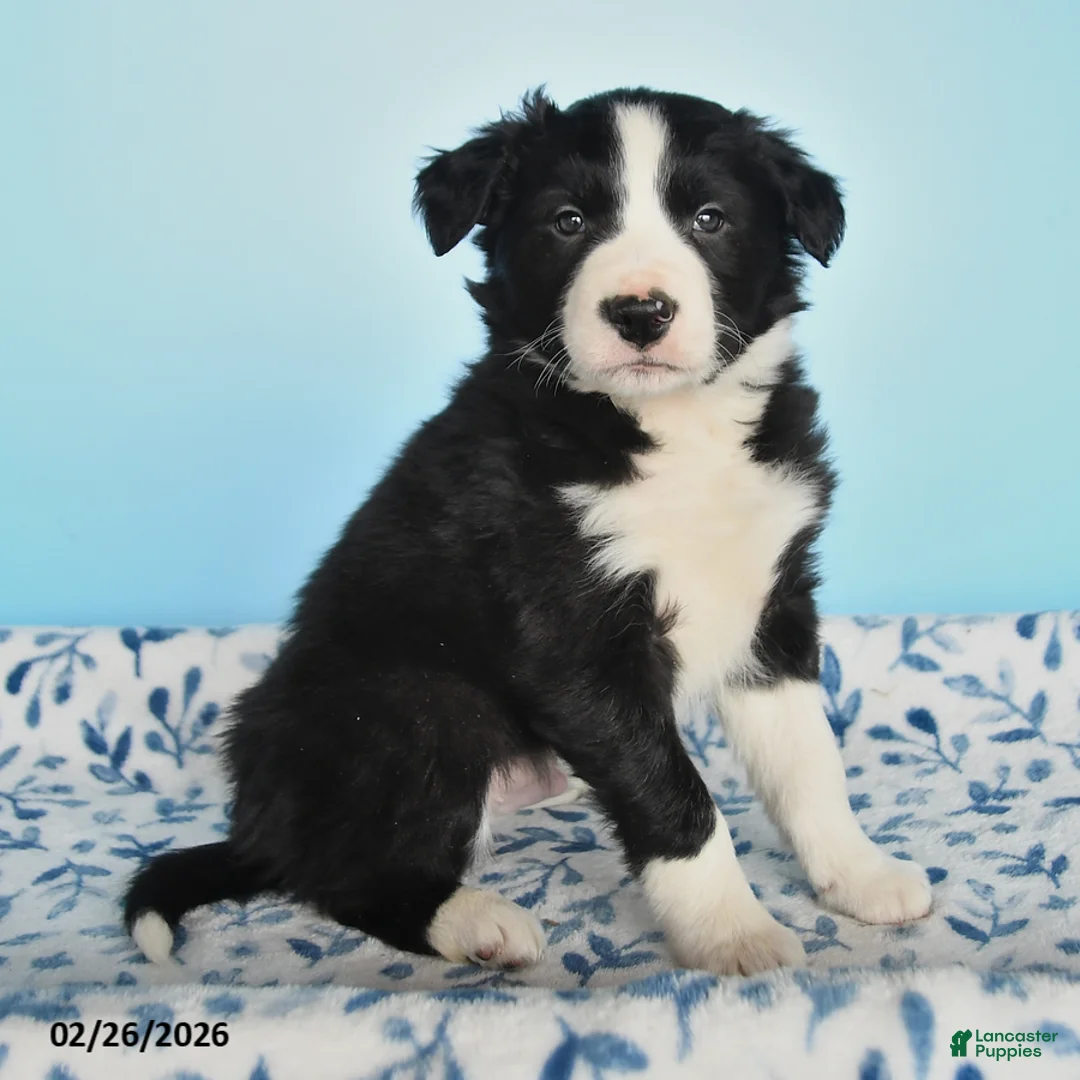 Border Collie dogs for sale: Ranger - Ad 3