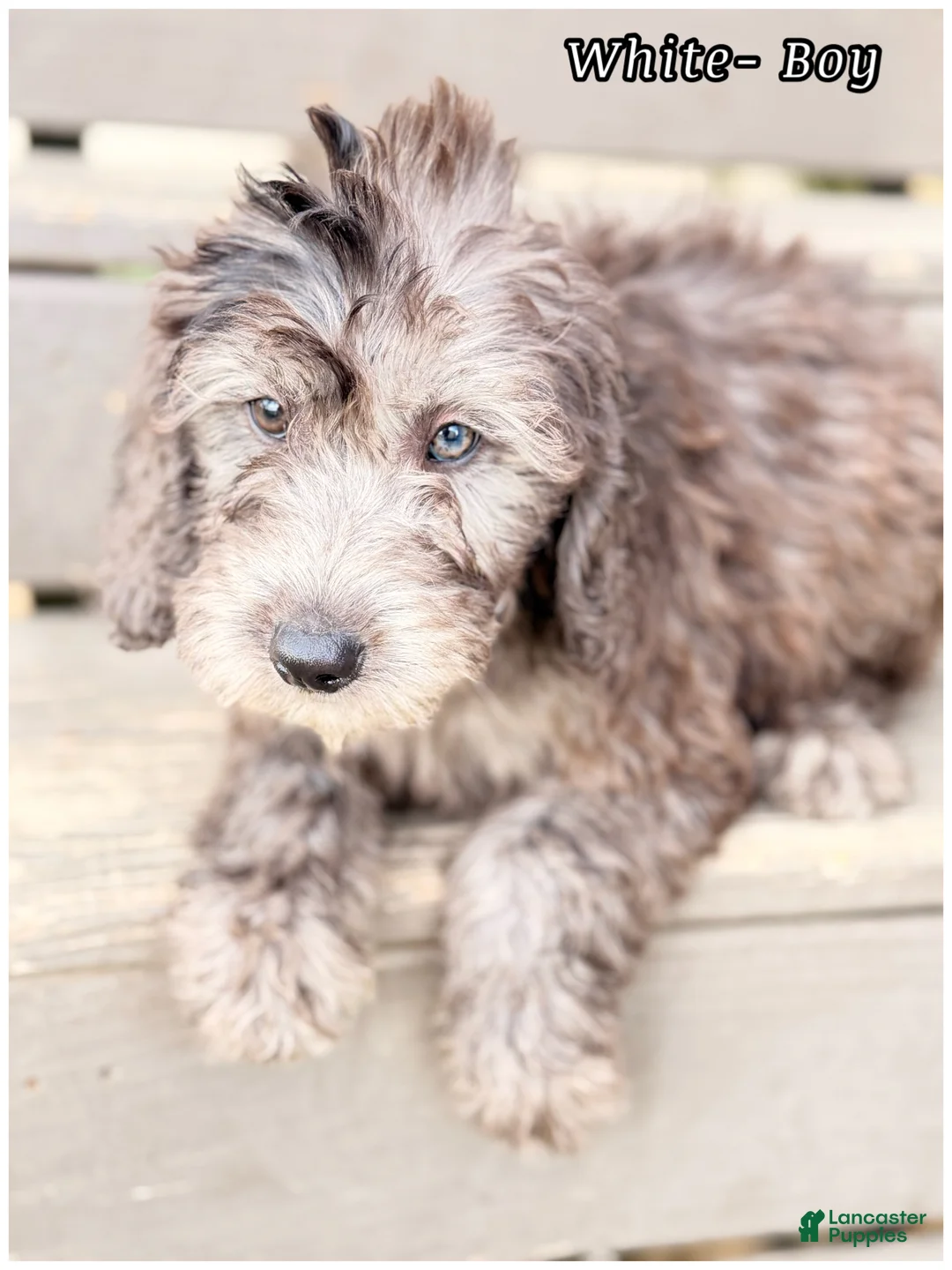 Mini Sheepadoodle dogs for sale: White  - Ad 2