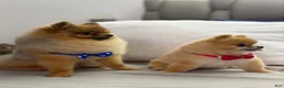 Pomeranian dogs for stud: Simba - Ad 2