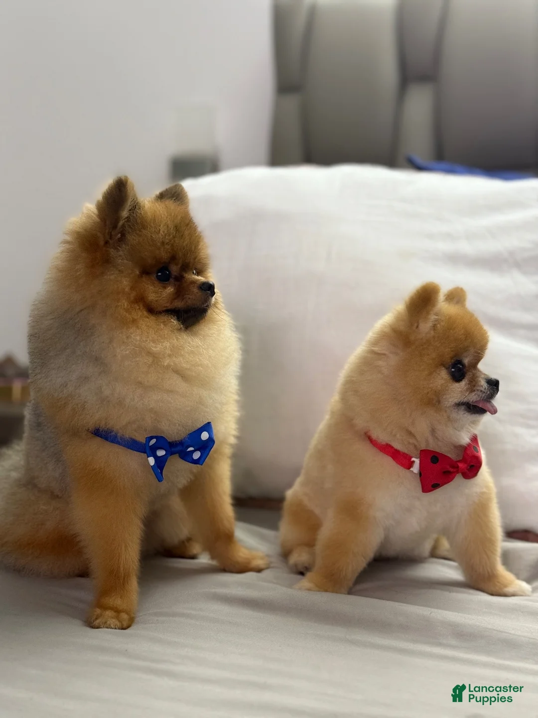 Pomeranian dogs for stud: Simba - Ad 2