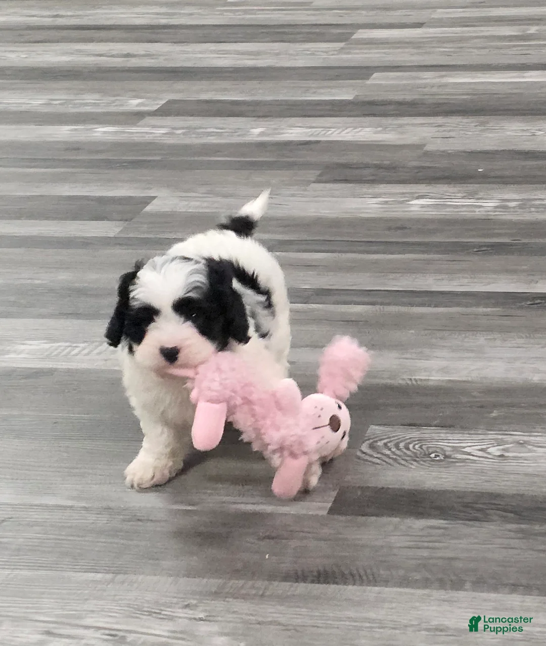 Cavapoo dogs for sale: Theo - Ad 5