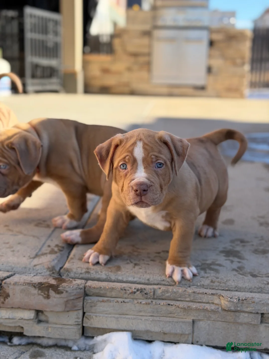 American Bully dogs for sale: American Bully Puppy 2 - Ad 3