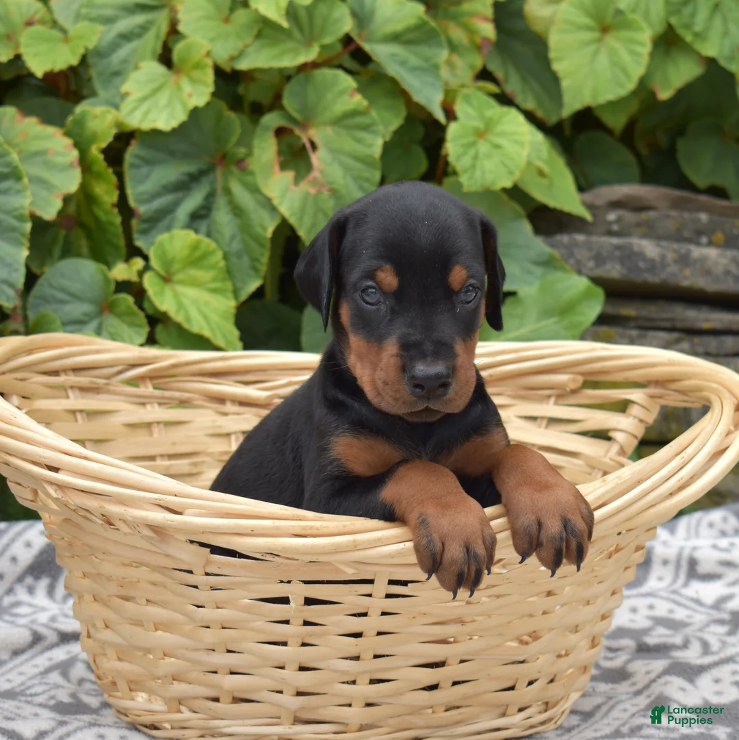 Doberman Pinscher dogs for sale: Echo - Ad 6