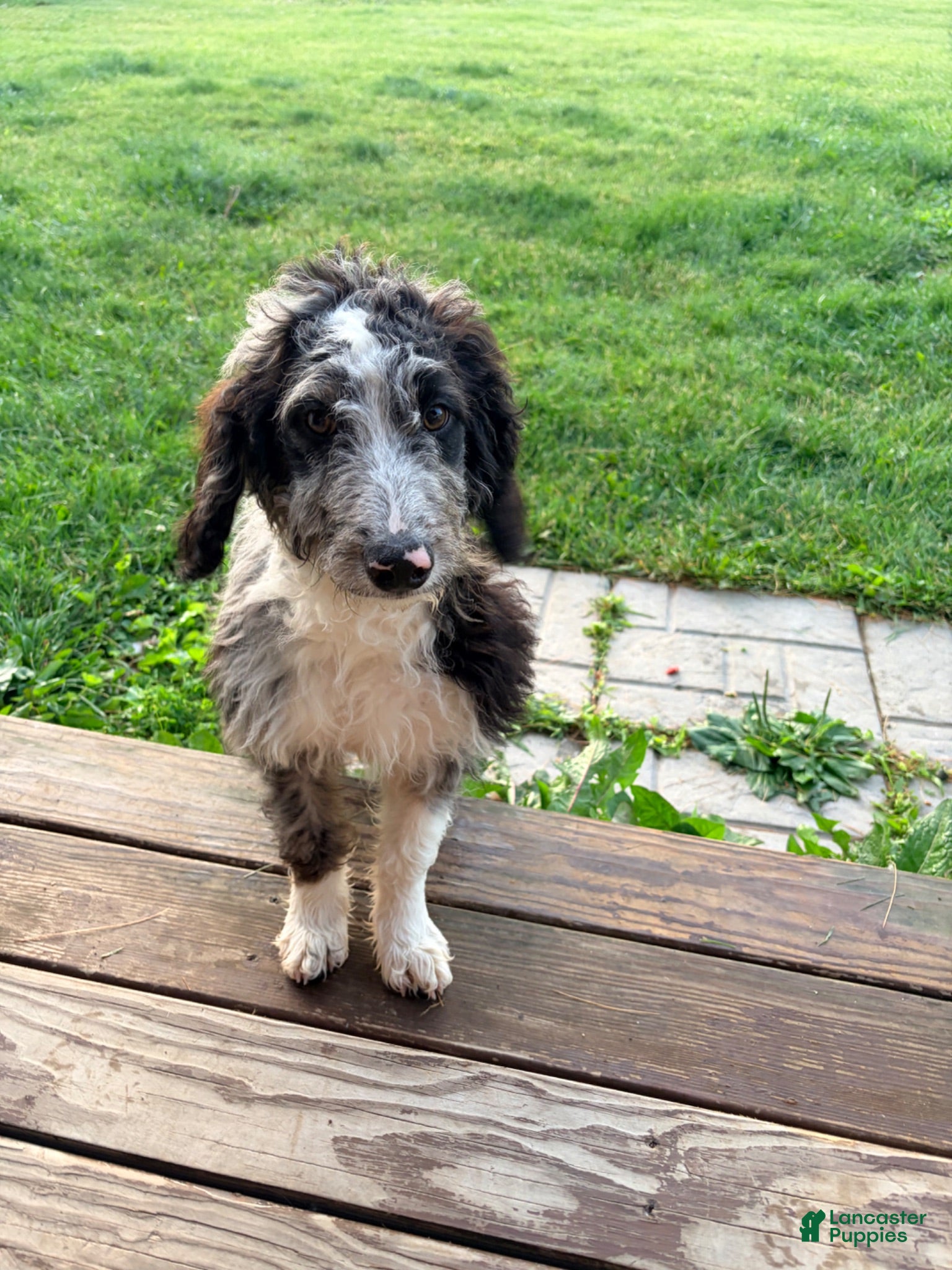 Mixed Breed dogs Boone - Ad 38