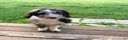 Mixed Breed dogs for sale: Boone - Ad 1