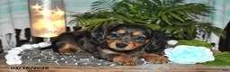 Dachshund dogs for sale: Rila - Ad 5