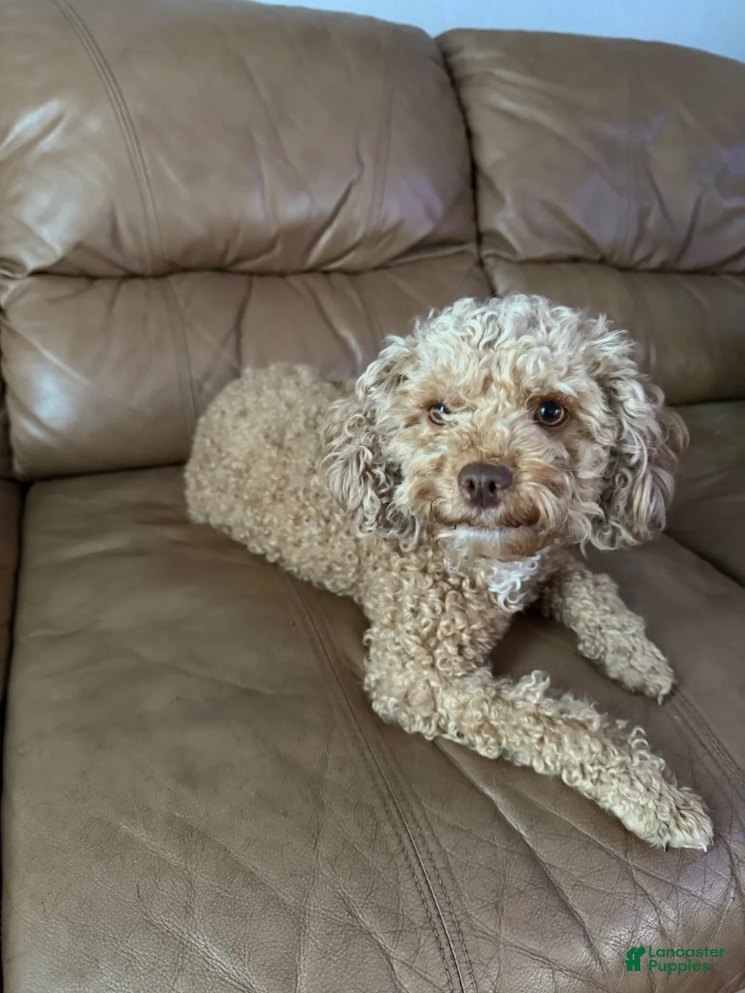 Pomapoo dogs for sale: Pomapoo 1 - Ad 3