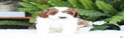Mini Goldendoodle dogs for sale: Domino - Ad 3