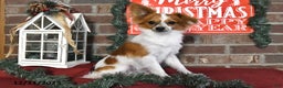 Papillon dogs for sale: Alex - Ad 1