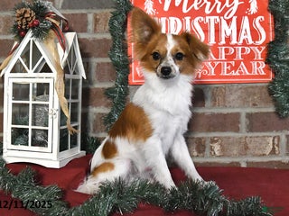 Papillon dogs Alex - Ad 10