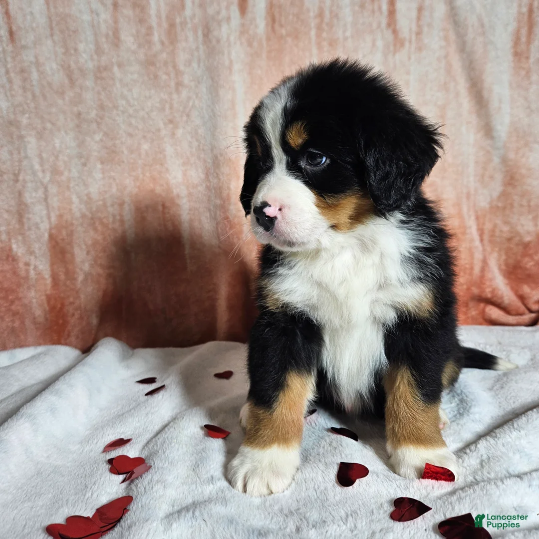 Bernese Mountain Dog dogs for sale: Bentley  - Ad 8