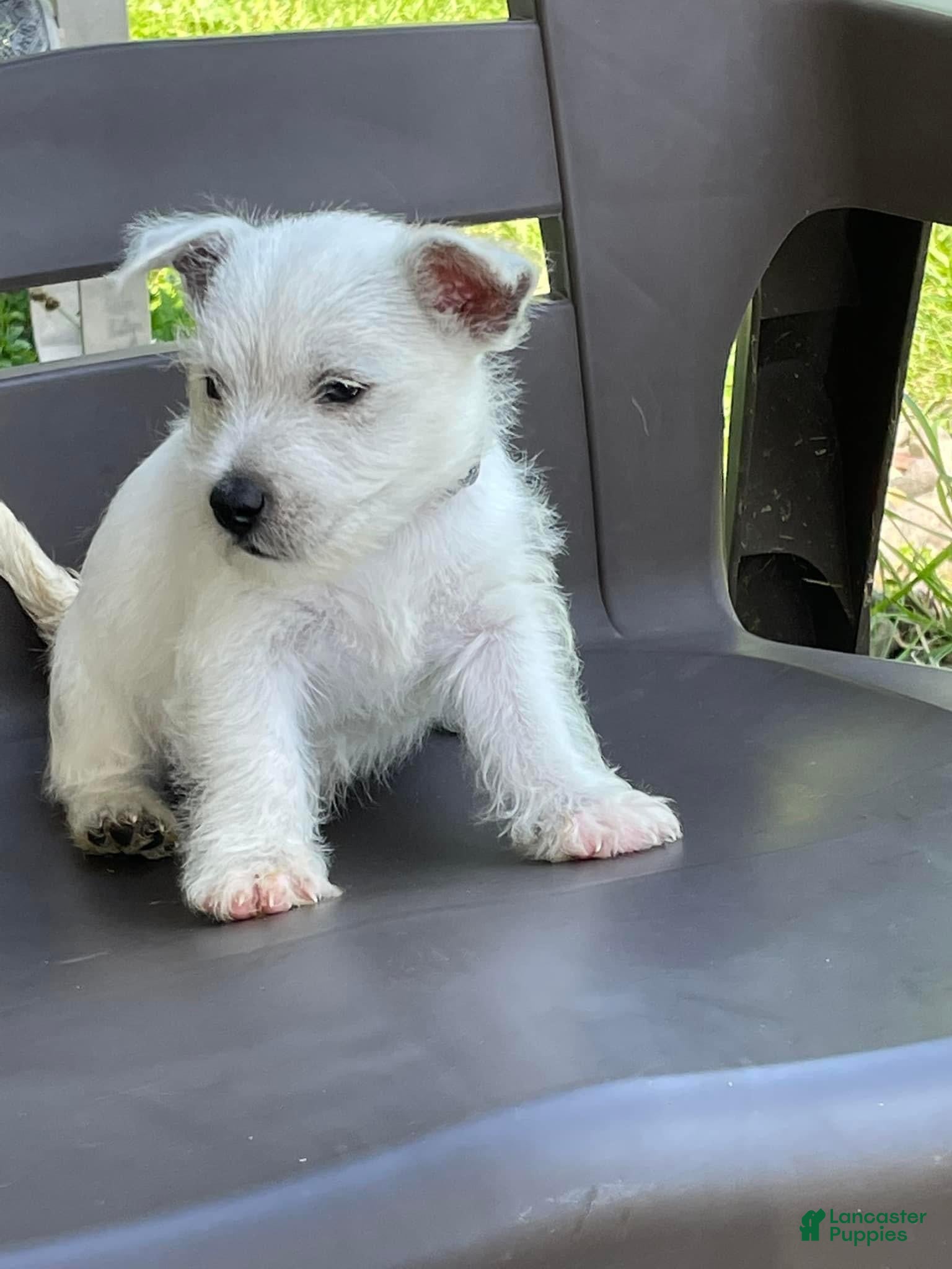 West Highland Terrier dogs Olivia - Ad 2