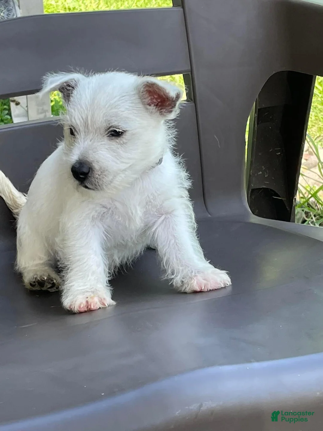 West Highland Terrier dogs for sale: Olivia - Ad 1