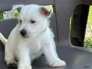 West Highland Terrier dogs Olivia - Ad 2